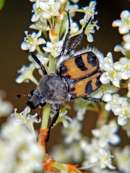 Trichius fasciatus